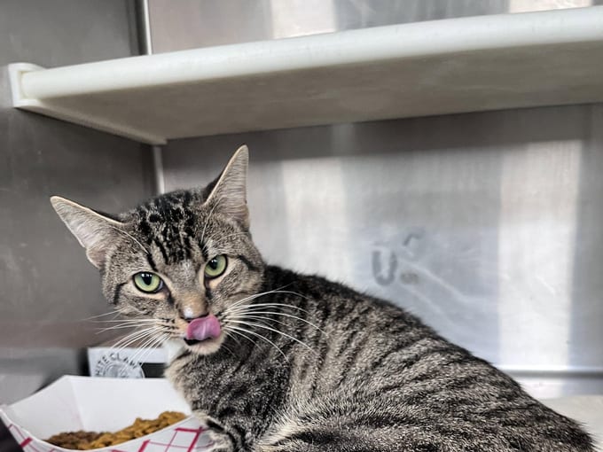 Achilles, an adult Domestic Short Hair