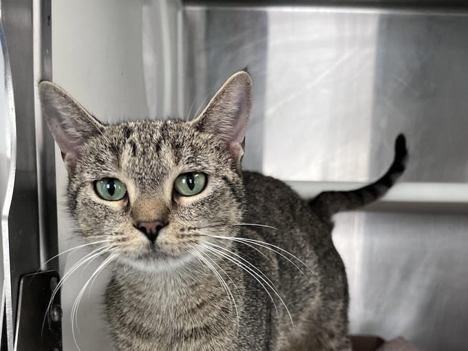 Acura, an adult Domestic Short Hair