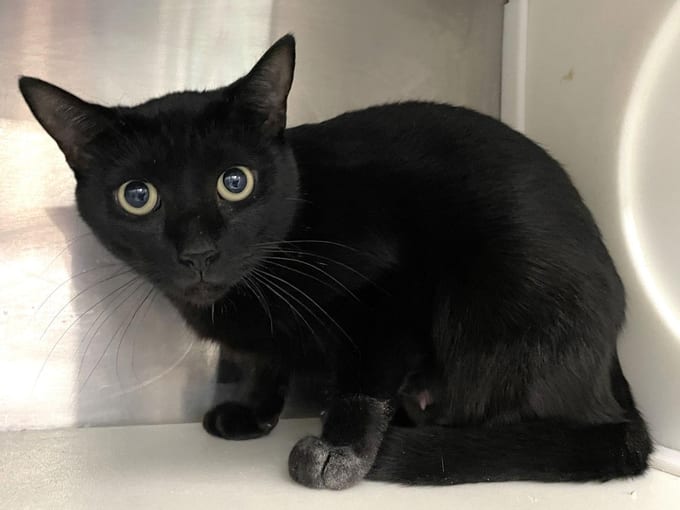 Annie, a young Domestic Short Hair