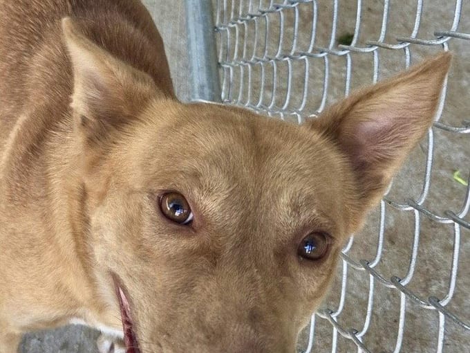 Aspen, an adult Shepherd