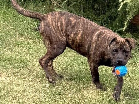 Axel, a young Pit Bull Terrier