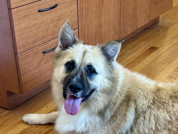 Balto, an adult Shepherd