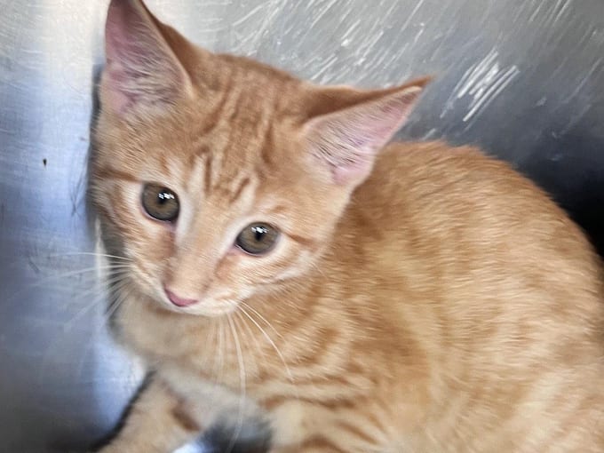 Betsy, a Tabby kitten