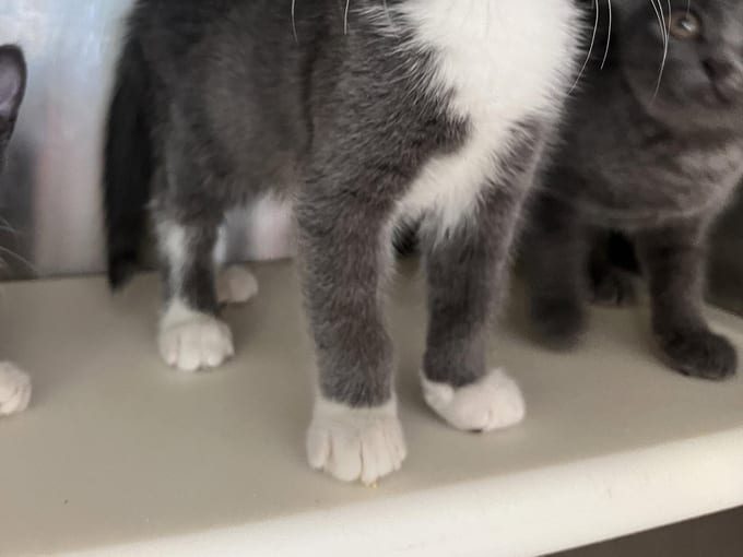 Bjorn, a Domestic Short Hair kitten
