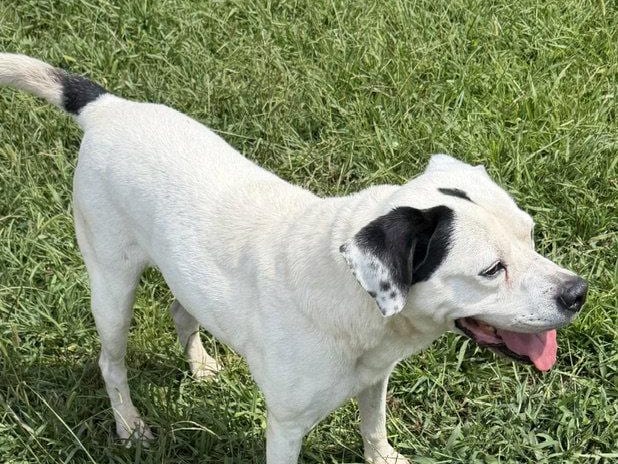 Bo, a senior American Bulldog