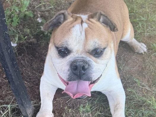 Boss, a senior English Bulldog