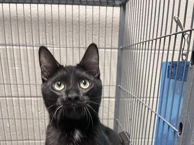 Bruce, a young Domestic Short Hair