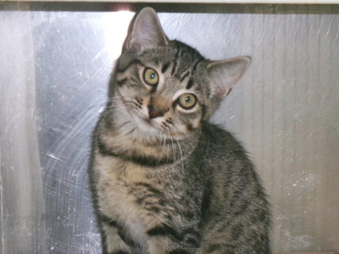 Bryant, a young Tabby