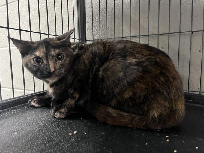 Bubbles, a young Domestic Short Hair