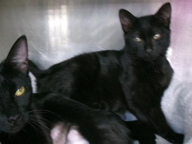 Charlemagne, a young Domestic Short Hair