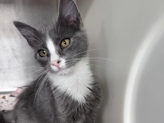 Cheryl, a Domestic Short Hair kitten
