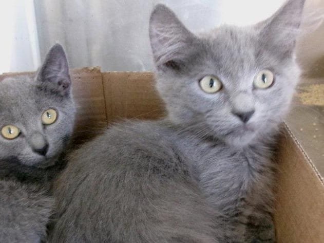 Cheshire, a Domestic Short Hair kitten