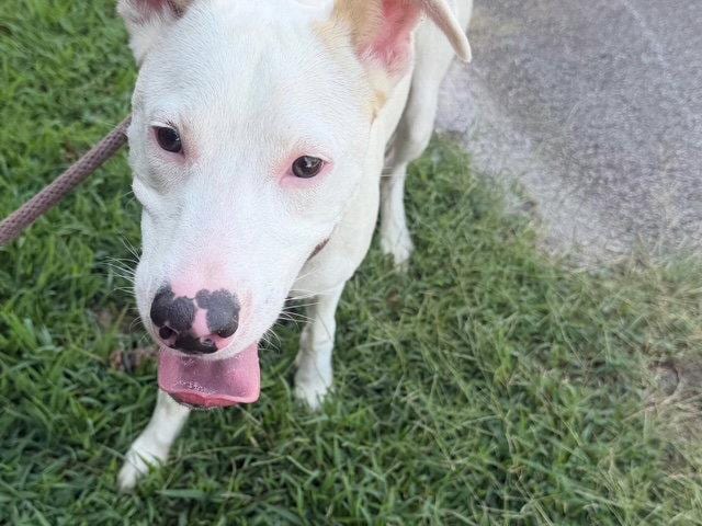 Cobweb, a young Retriever