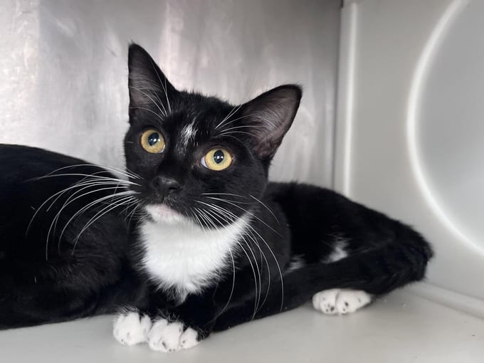 Coco, a young Domestic Short Hair