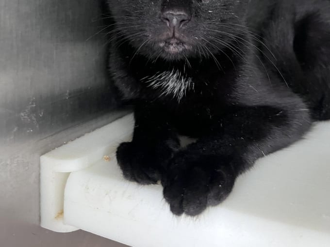 Crash, a young Domestic Short Hair