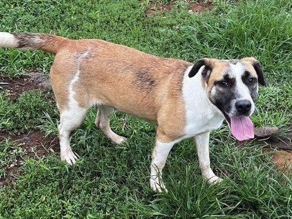 Cressida, a young Black Mouth Cur