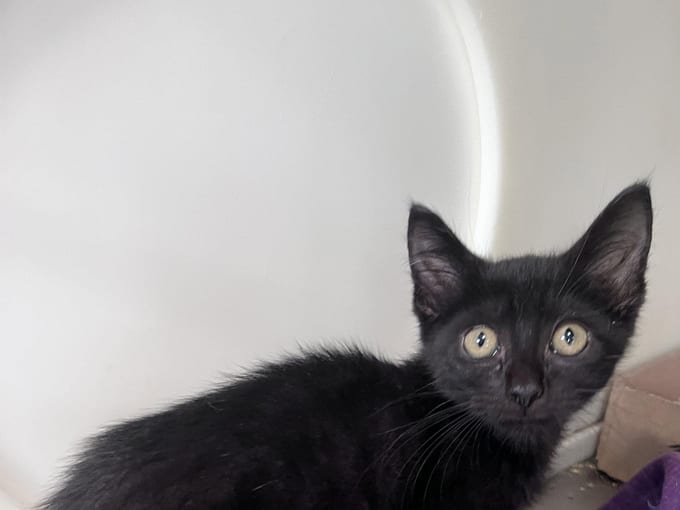 Croft, a Domestic Short Hair kitten