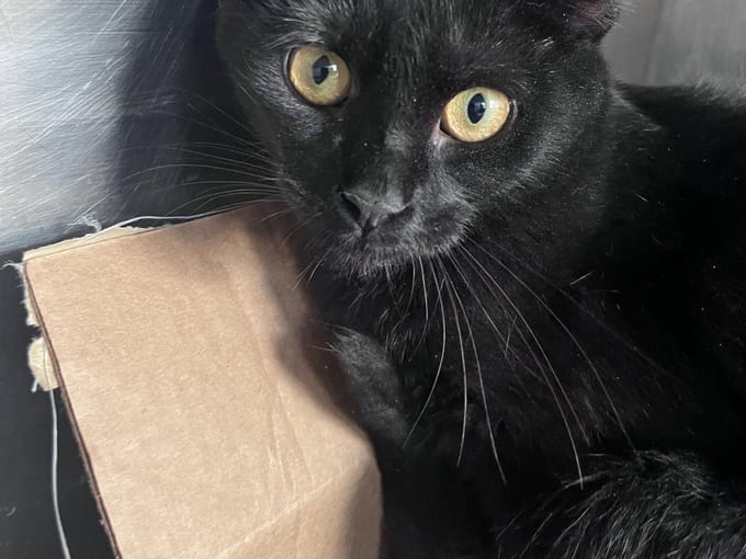 Daya, a young Domestic Short Hair