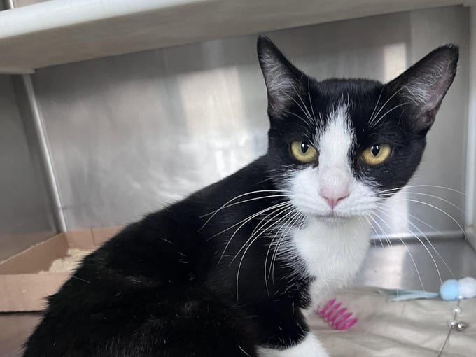 Daytona, an adult Domestic Short Hair