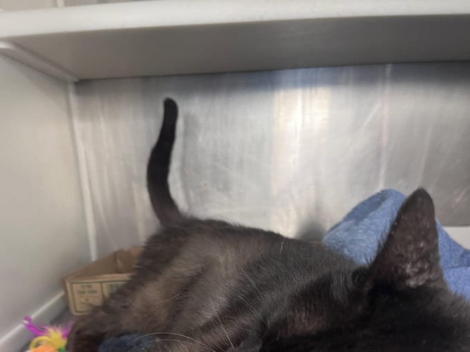 Deigo, an adult Domestic Short Hair