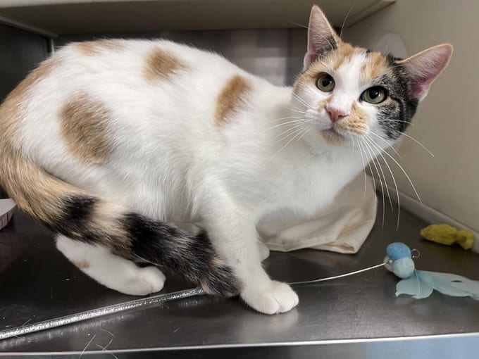 Della, an adult Domestic Short Hair
