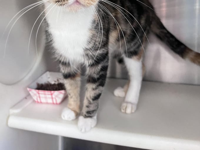 Diala, an adult Domestic Short Hair