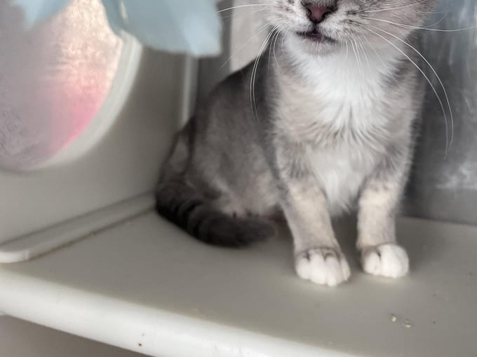 Dina, a young Domestic Short Hair