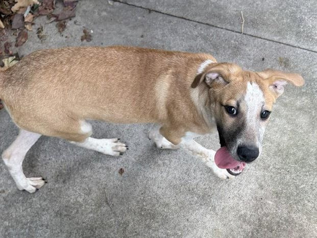 Edward, a young Coonhound