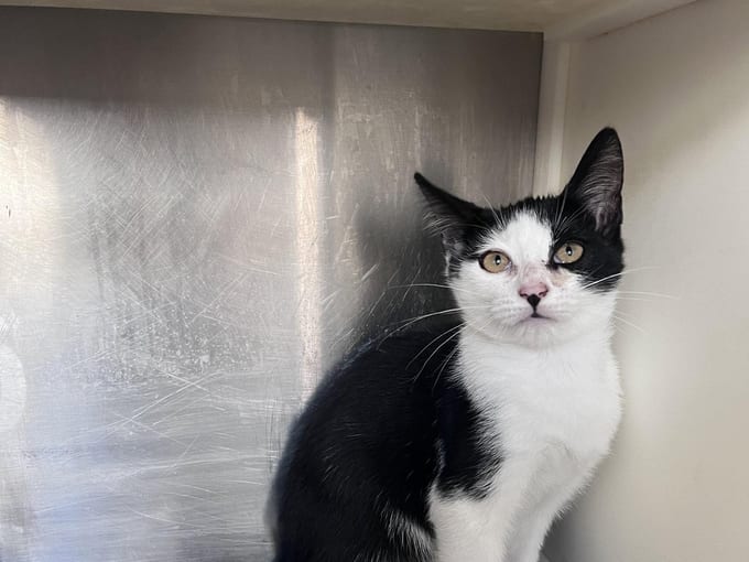 Eli, a young Domestic Short Hair