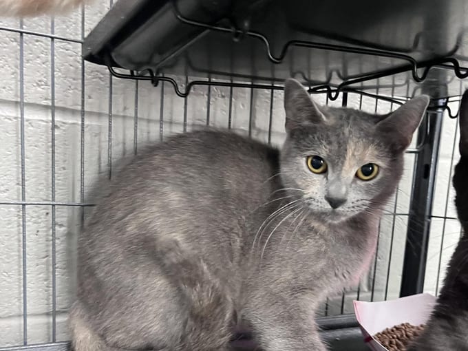 Eloise, an adult Domestic Short Hair