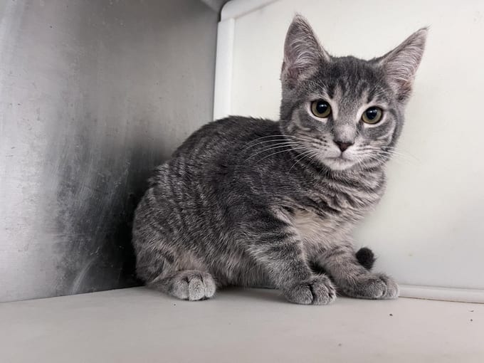 Eris, a Domestic Short Hair kitten