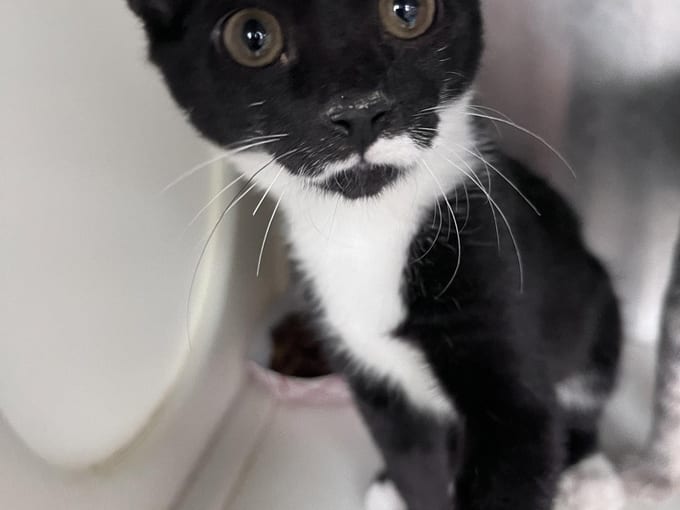 Esther, a young Domestic Short Hair
