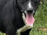 Fido, a young Carolina Dog