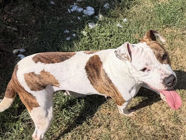 Fiona, a young Pit Bull Terrier