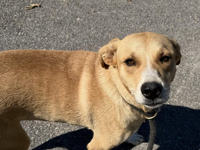 Gambit, an adult Labrador Retriever
