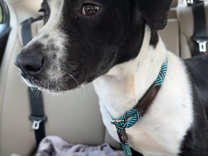 Gelato, a young Pit Bull Terrier