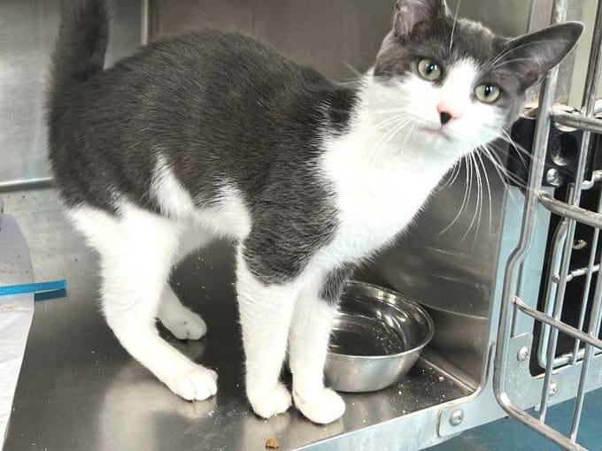 George, a young Domestic Short Hair