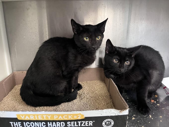 Gothic, a Domestic Short Hair kitten