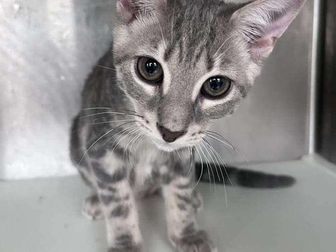 Hannah, a young Domestic Short Hair