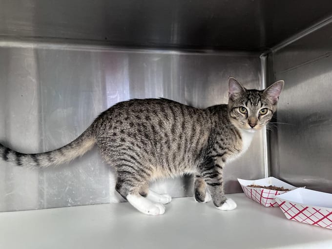Harrison, a young Domestic Short Hair