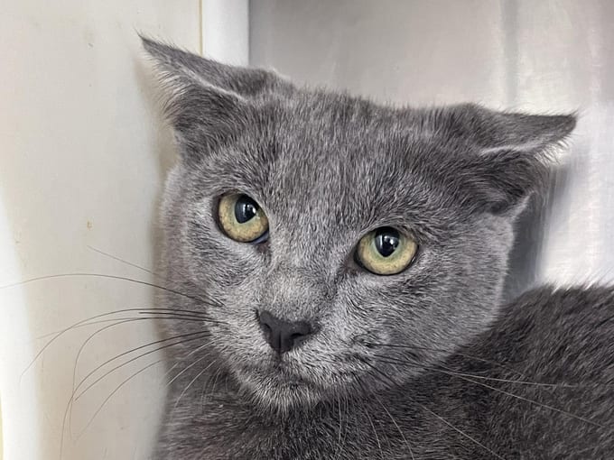 Hughes, a young Domestic Short Hair