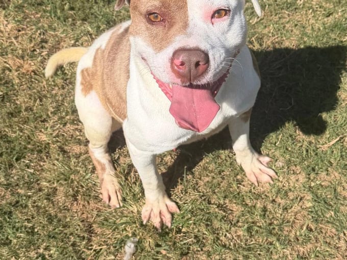 Ivan, a young Pit Bull Terrier