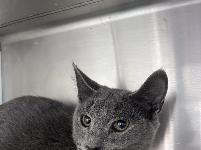 Jack, a young Domestic Short Hair