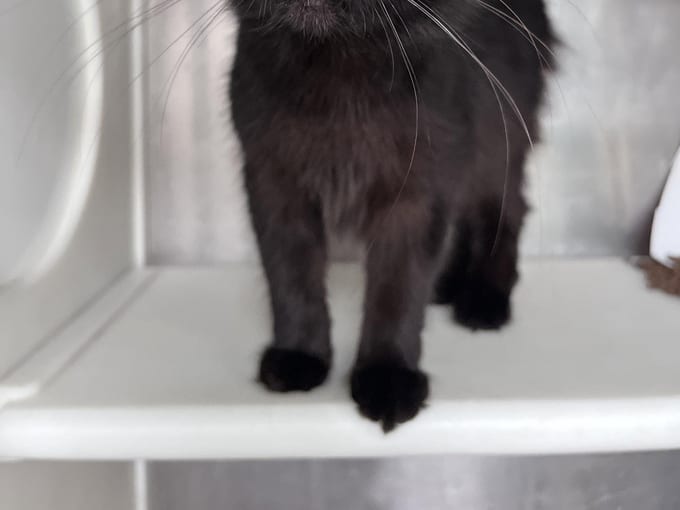 Jacqueline, an adult Domestic Medium Hair