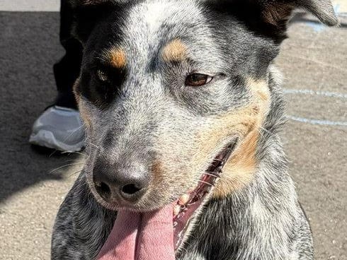 Jake, a young Australian Cattle Dog / Blue Heeler