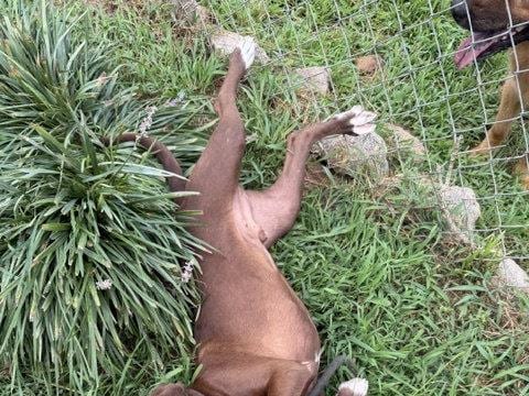 Jasper, a young Labrador Retriever
