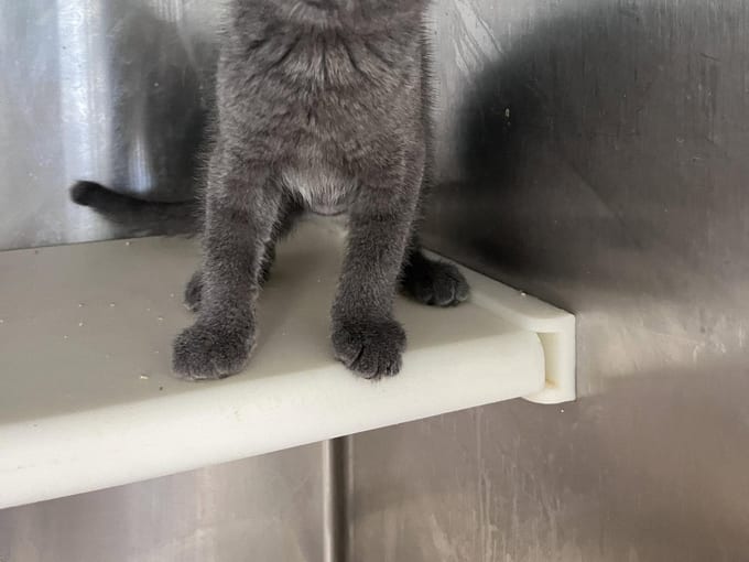 Jennie, a Domestic Short Hair kitten