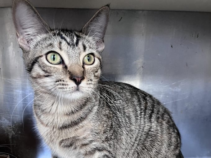 Jolly, a young Domestic Short Hair