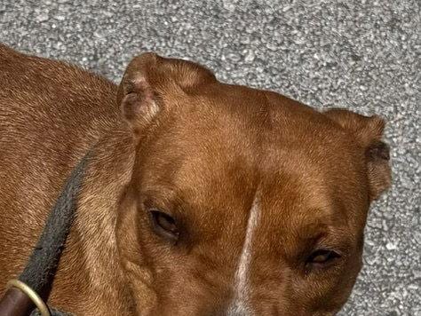 Kami, a young Pit Bull Terrier