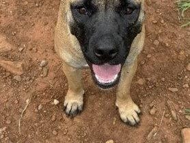 Kiwi, a young Shepherd